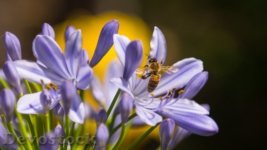 Devostock Bee Insect Purple Flower 6708 4K.jpeg