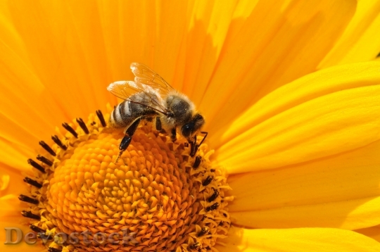Devostock Bee Pollen Nectar Yellow 6760 4K.jpeg