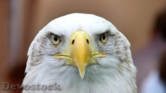 Devostock Bird Animal Beak 5351 4K