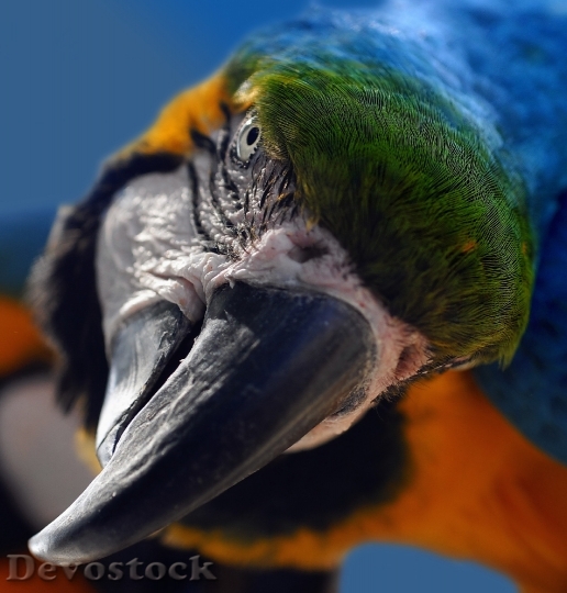 Devostock Bird Animal Beak 7060 4K