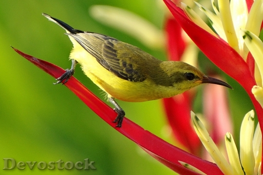 Devostock Bird Animal Colorful 11739 4K