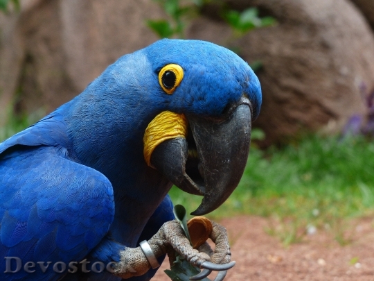 Devostock Bird Blue Animal 5249 4K