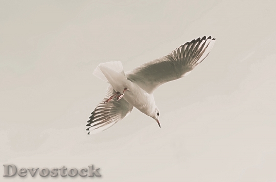 Devostock Bird Flying Animal 123830 4K