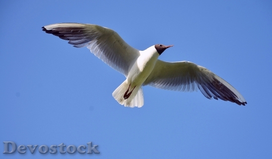 Devostock Bird Flying Animal 5618 4K