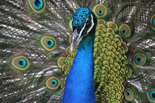 Devostock Bird Pattern Animal 44404 4K