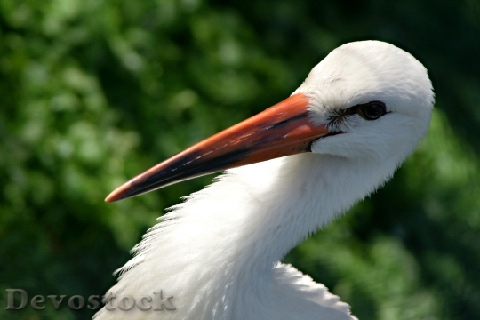 Devostock Bird White Beak 6686 4K