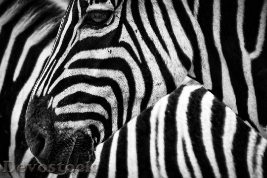 Devostock Black And White Animal Stripes 4749 4K