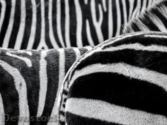Devostock Black And White Animals Stripes 5058 4K