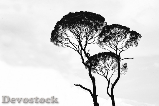 Devostock Black And White Art Trees 96212 4K