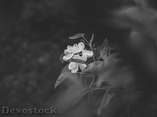 Devostock Black And White Flowers Petals 105495 4K