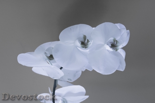 Devostock Black And White Flowers Petals 110477 4K