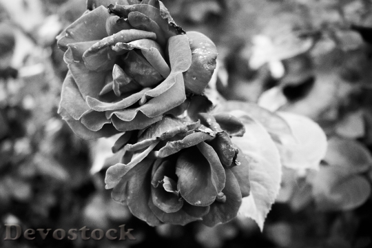 Devostock Black And White Flowers Petals 78873 4K