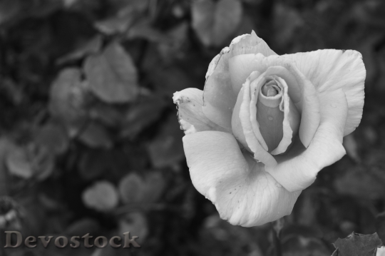 Devostock Black And White Love Petals 5736 4K
