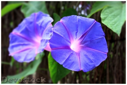 Devostock Blossom Bloom Flower Purple 5391 4K.jpeg