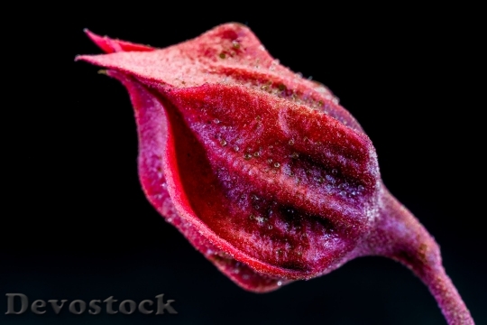 Devostock Blossom Bloom Flower Red Purple 5735 4K.jpeg