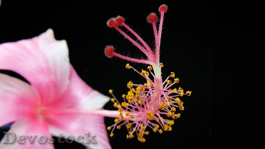 Devostock Blossom Bloom Pink Macro 6791 4K.jpeg