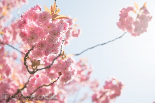 Devostock Blossom Pink Sky Sun 103809 4K.jpeg