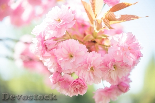 Devostock Blossom Pink Tree Nature 104949 4K.jpeg