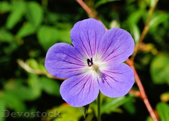 Devostock Blue Petals Flower 5375 4K