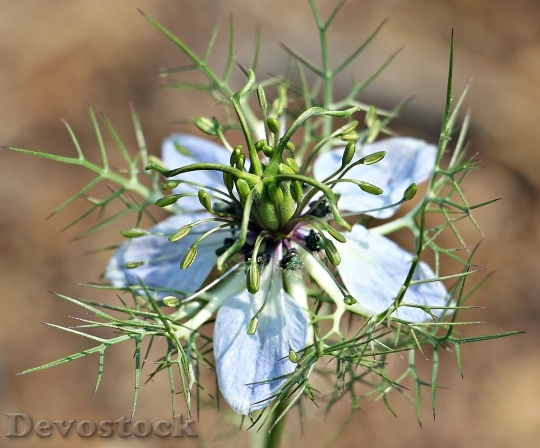Devostock Blur Flower Environment 15779 4K