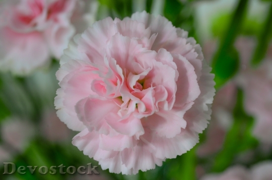 Devostock Bouquet Pink Flower Nature 70562 4K.jpeg