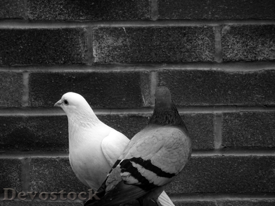 Devostock Bricks Animals Birds 98193 4K