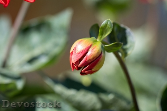 Devostock Bud Flower Orange Summer 15861 4K.jpeg