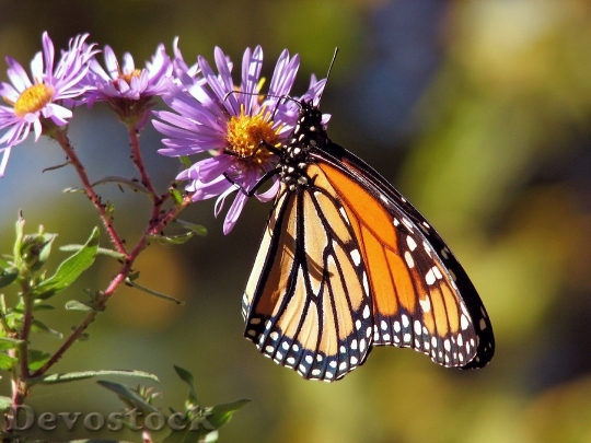 Devostock Butterfly Butterflies Monarch Insect 8773 4K.jpeg