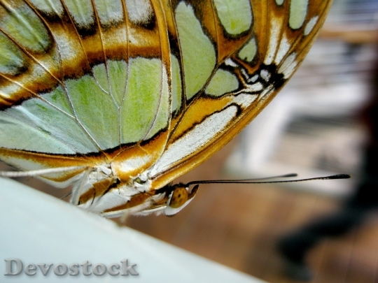 Devostock Butterfly Colorful Orange Gold HD