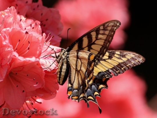 Devostock Butterfly Flying Insect Old World Swallowtail Pollen 7052 4K.jpeg