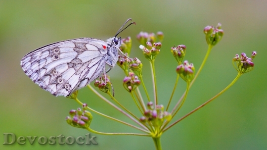 Devostock Butterfly Macro Nature Colored 16251 4K.jpeg