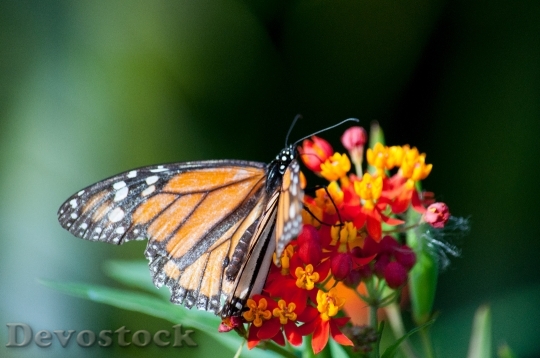 Devostock Butterfly On A Flower 95318 4K