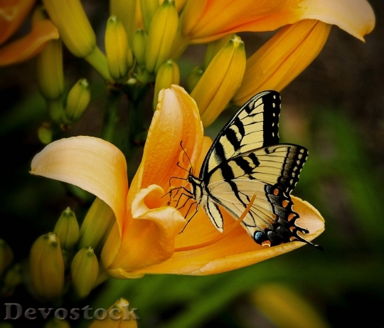 Devostock Butterfly Swallowtail Papilio Animal 6711 4K.jpeg