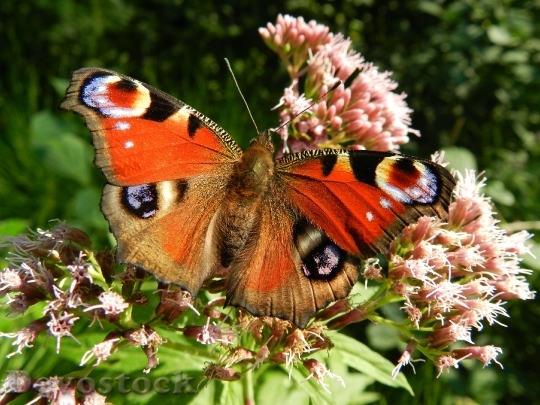 Devostock Butterfly Wings Red Flowers 6671 4K.jpeg