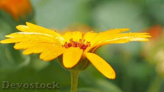 Devostock Calendula Marigold Raindrop Medicinal Plant 15853 4K.jpeg