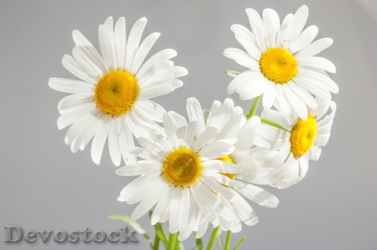 Devostock Chamomile Flowers Bloom White Daisies 3738 4K.jpeg