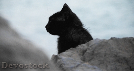 Devostock Charcoal Cat HD