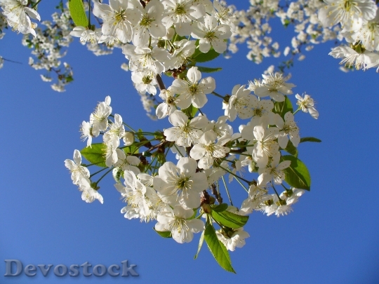 Devostock Cherry Tree Blossom Blossoms Sky 6850 4K.jpeg