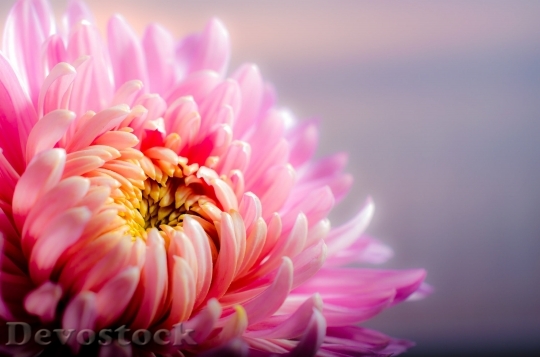Devostock Chrysanthemum Autumn Pink 6457 4K.jpeg