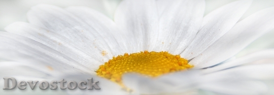 Devostock Chrysanthemum White Flower Yellow 3885 4K.jpeg