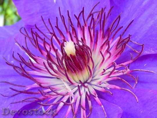 Devostock Clematis Blossom Bloom Blue 8783 4K.jpeg