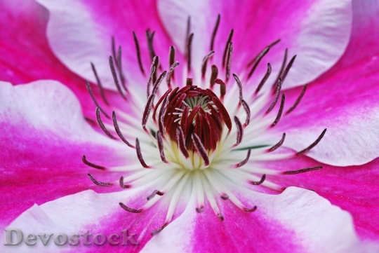 Devostock Clematis Flowers Blossom Bloom 6984 4K.jpeg