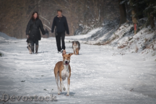 Devostock Cold Snow Couples Dog Winter 4K
