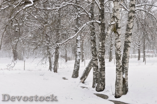 Devostock Cold Snow Landscape 97918 4K