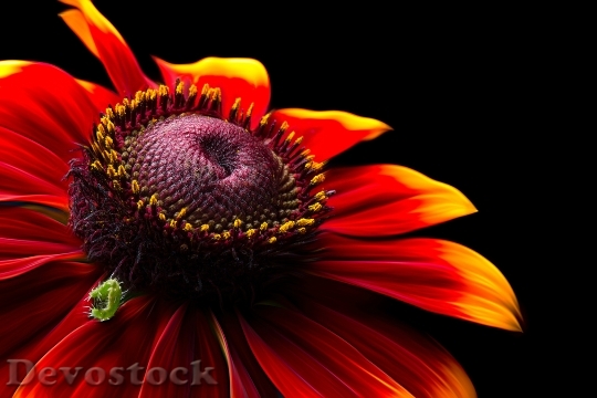 Devostock Colourful Flower Pollen 116551 4K