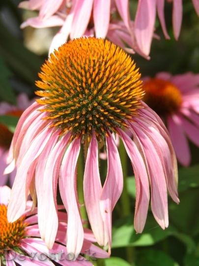 Devostock Coneflower Pink Bloom Flower 4218 4K.jpeg