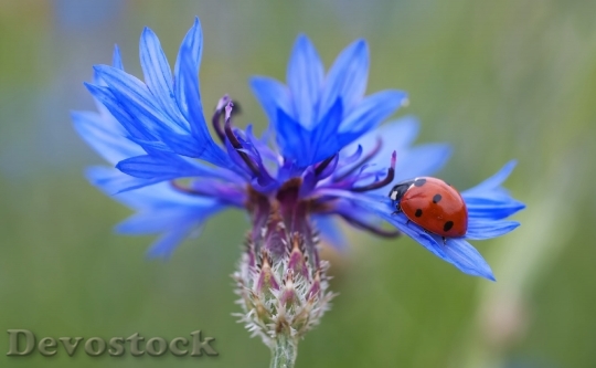 Devostock Cornflower Ladybug Siebenpunkt Blue 7035 4K.jpeg
