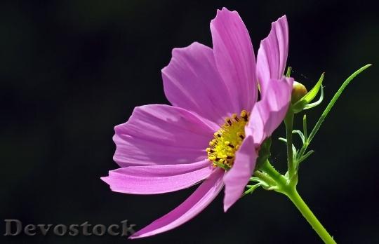 Devostock Cosmea Blossom Bloom Cosmos 10359 4K.jpeg