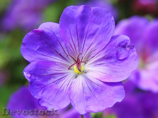 Devostock Cranesbill Flower Blossom Blue Plant 5358 4K.jpeg