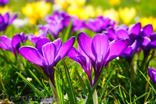 Devostock Crocus Flower Spring Buhen 5528 4K.jpeg